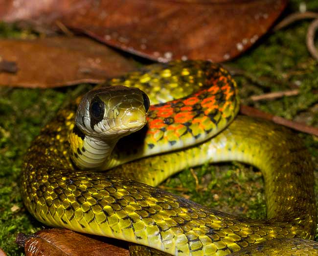 Theo đánh giá, loài rắn này vẫn còn khá nhiều trong tự nhiên ở Việt Nam.